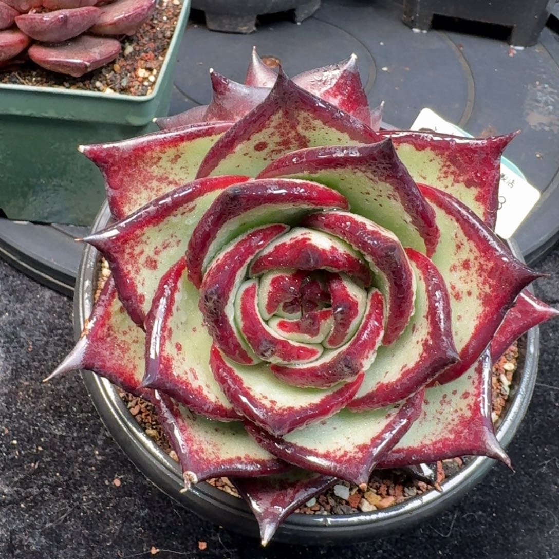 从前慢多肉精选编号1225.153