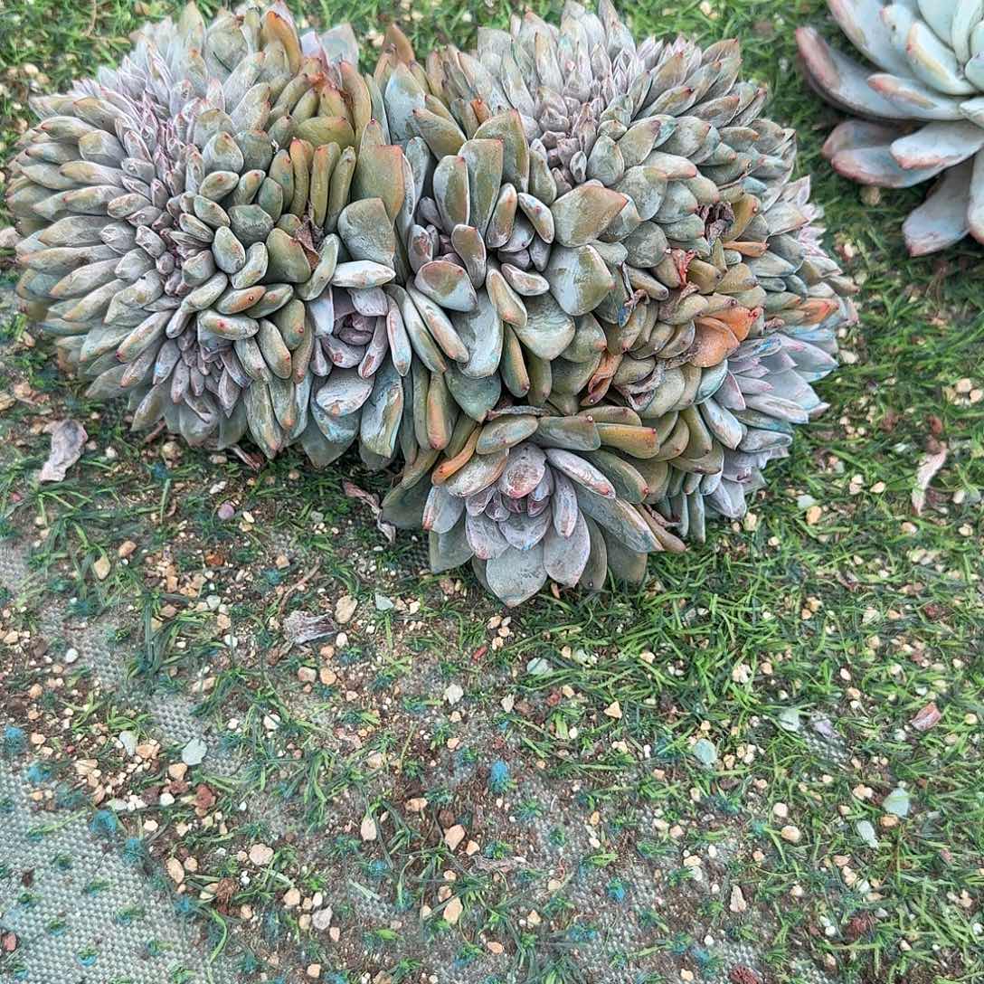 大粗腿绿底紫心星影缀化