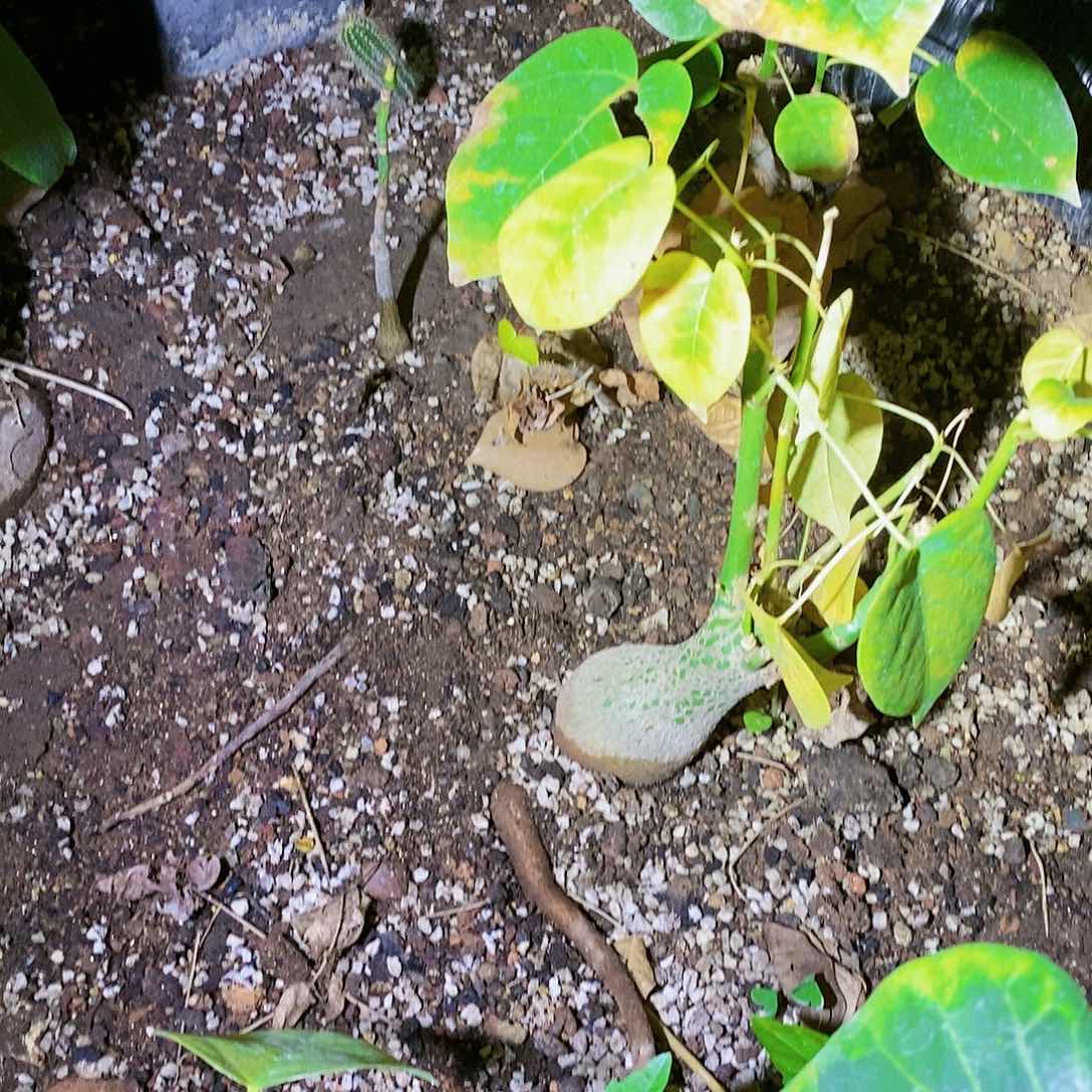 龟纹木棉一颗发货