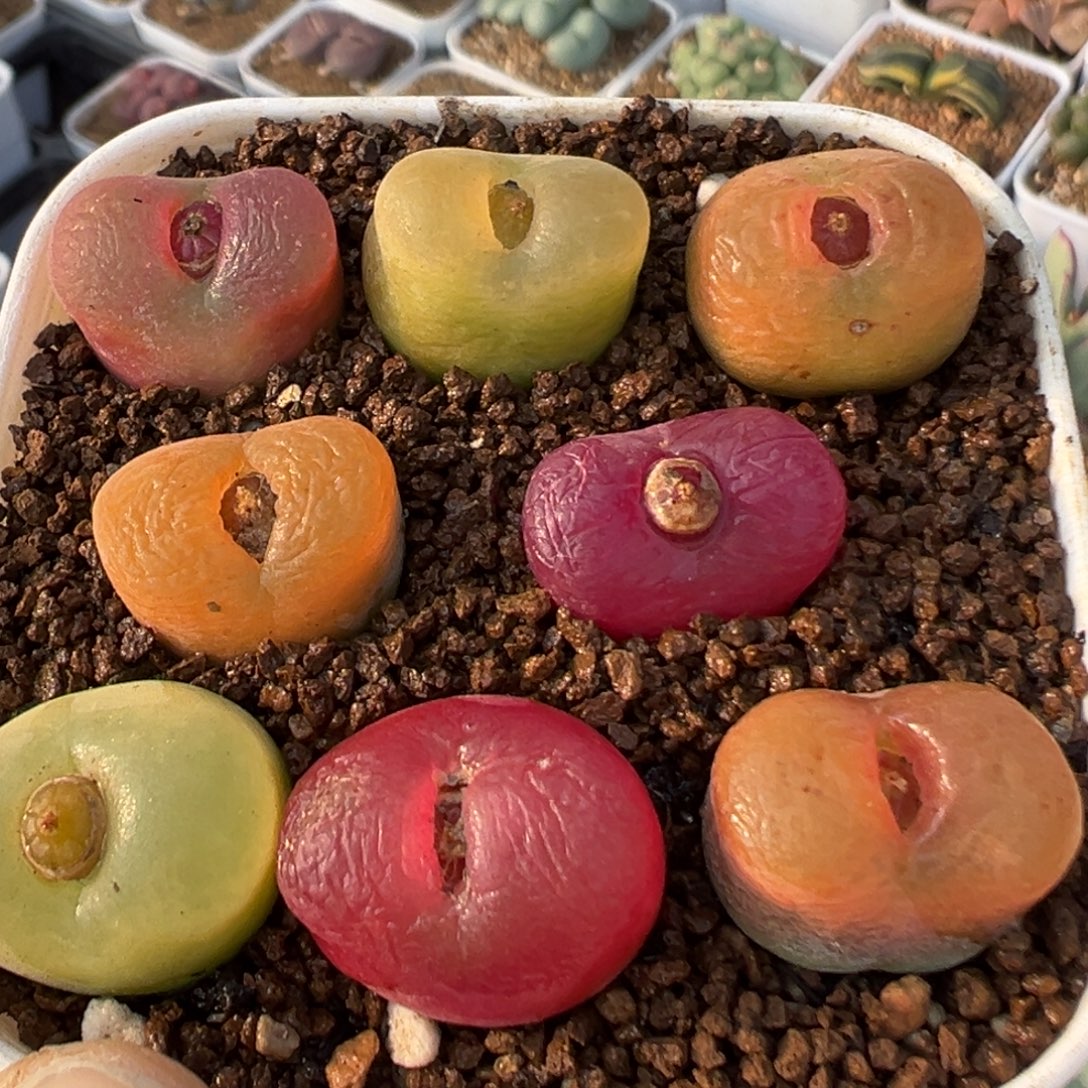 23多肉植物百科植物