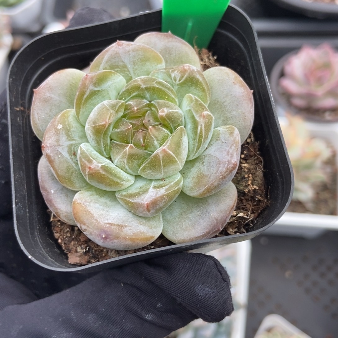 828冰魄多肉植物保护