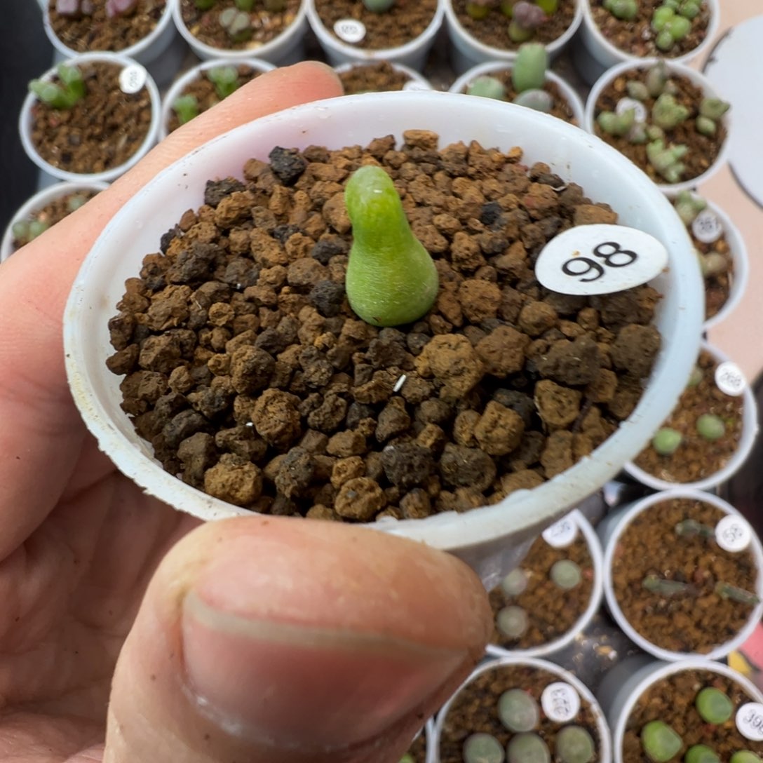 小葫芦一颗脱土980000