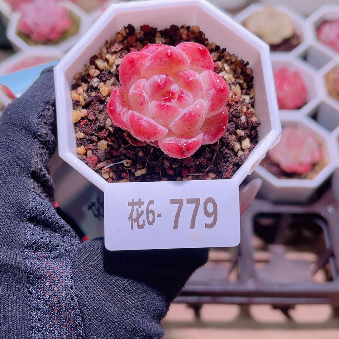 花利美6-779精选糖心