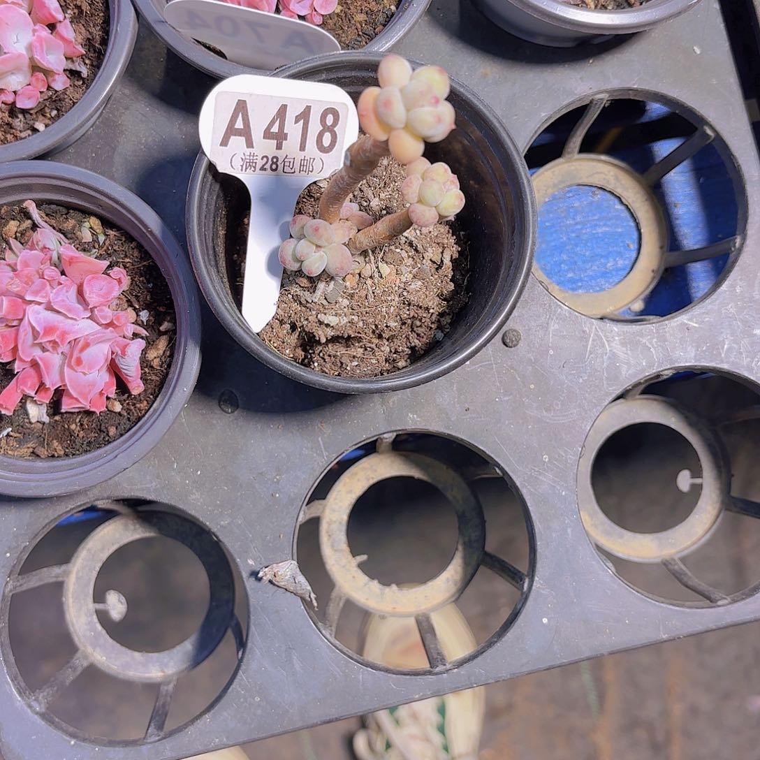 A418萤火虫一物一拍