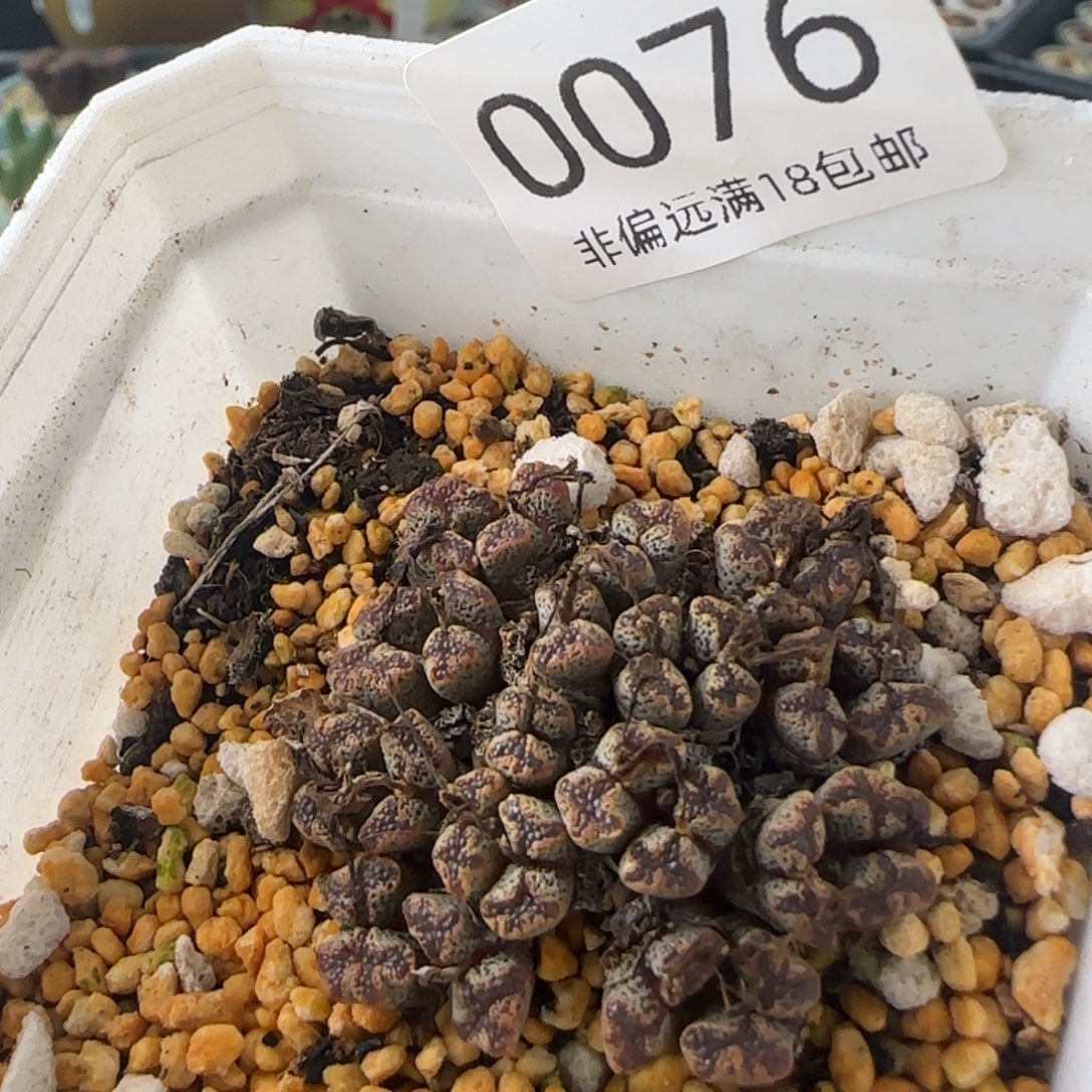 稚***楛0076--一物一拍 带盆