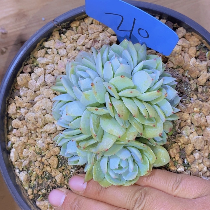 弦*这么久不给孩子打电话