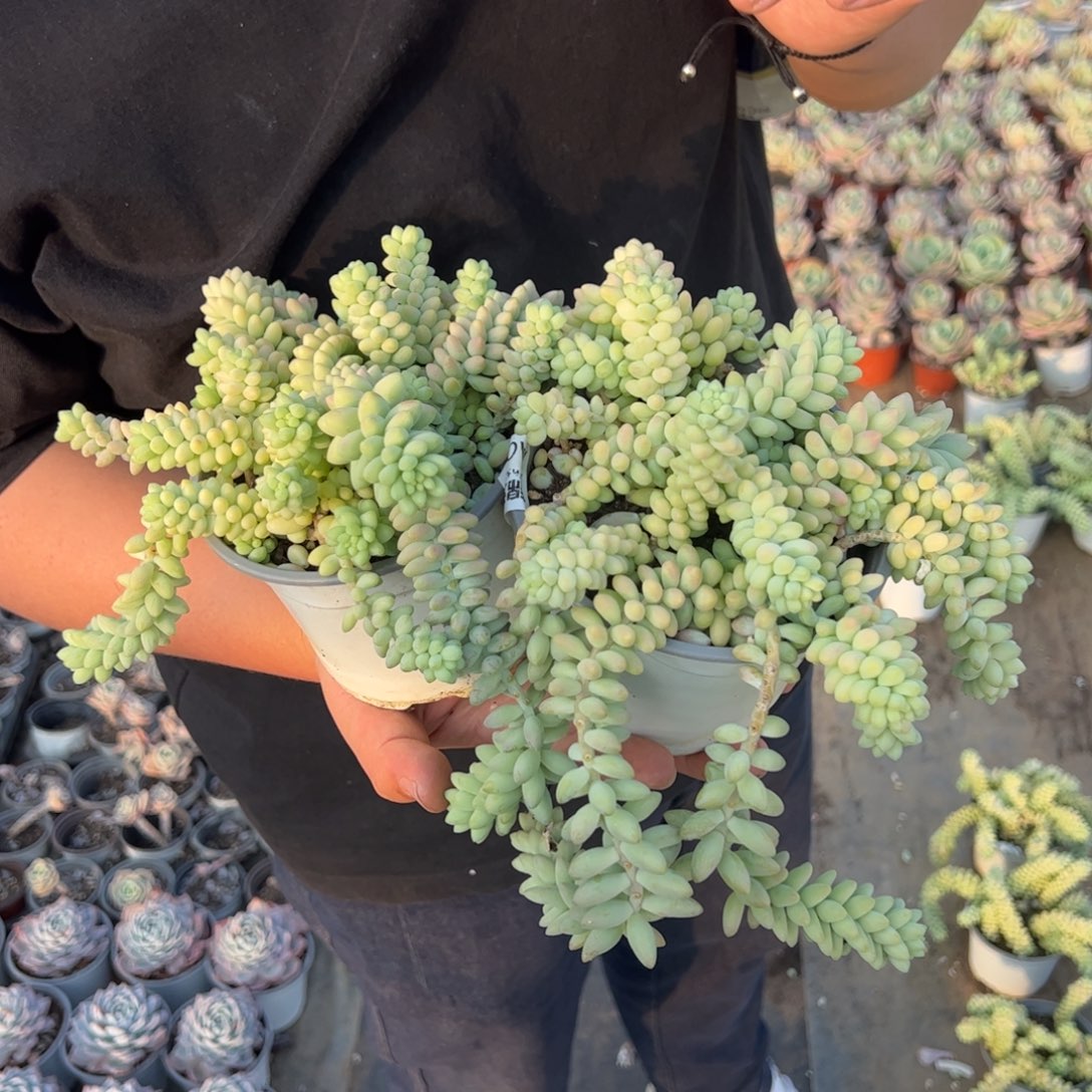 彩虹玉坠二盆带盆土