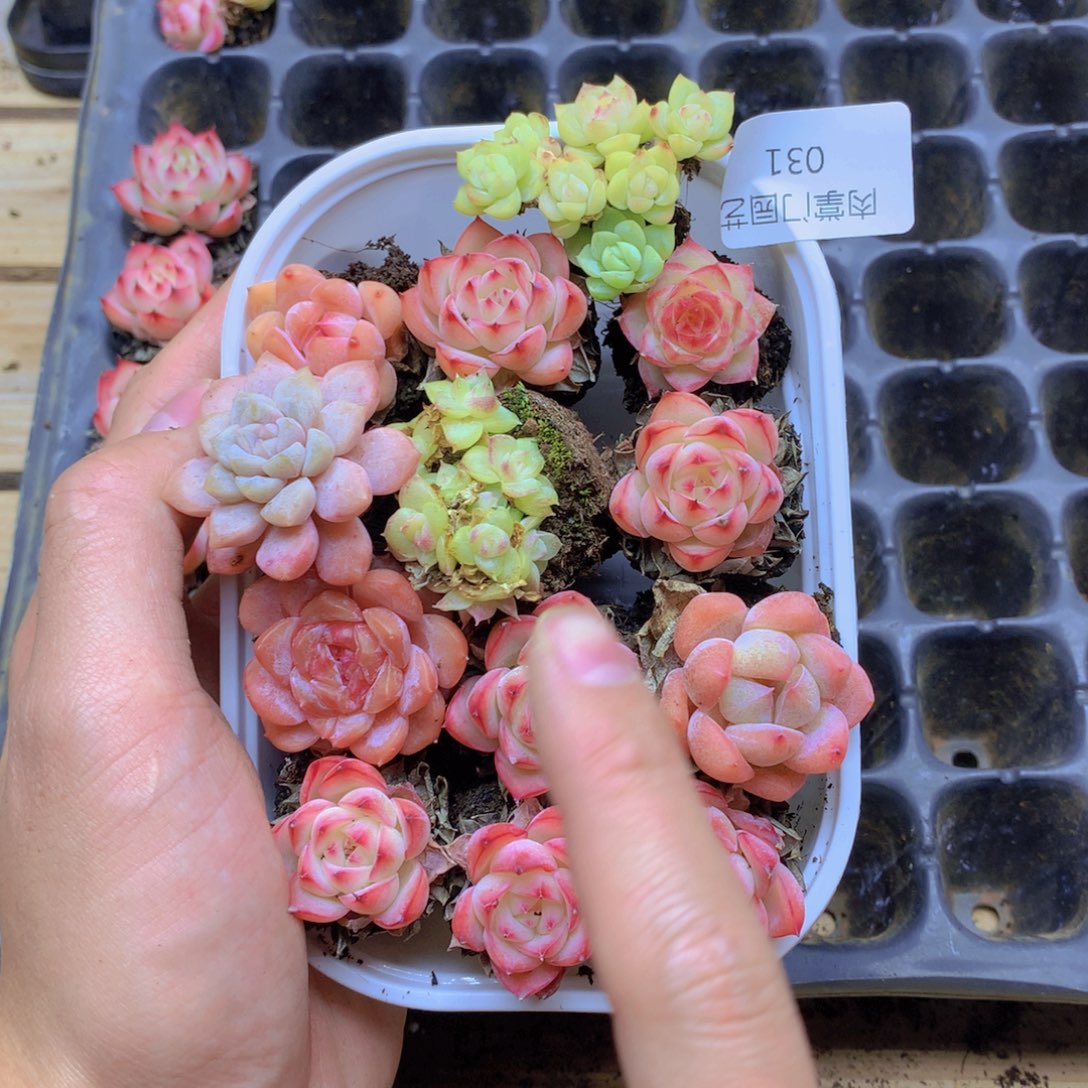 我要去看你了啊我的天031