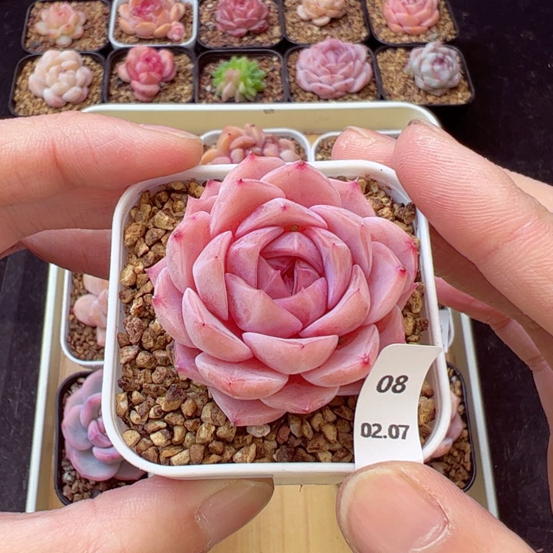 好看没名字08、哈哈