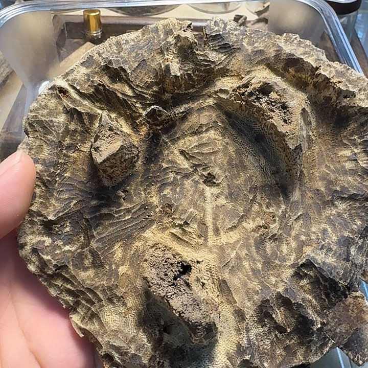 沉香沉香枕香港沉香料子54克