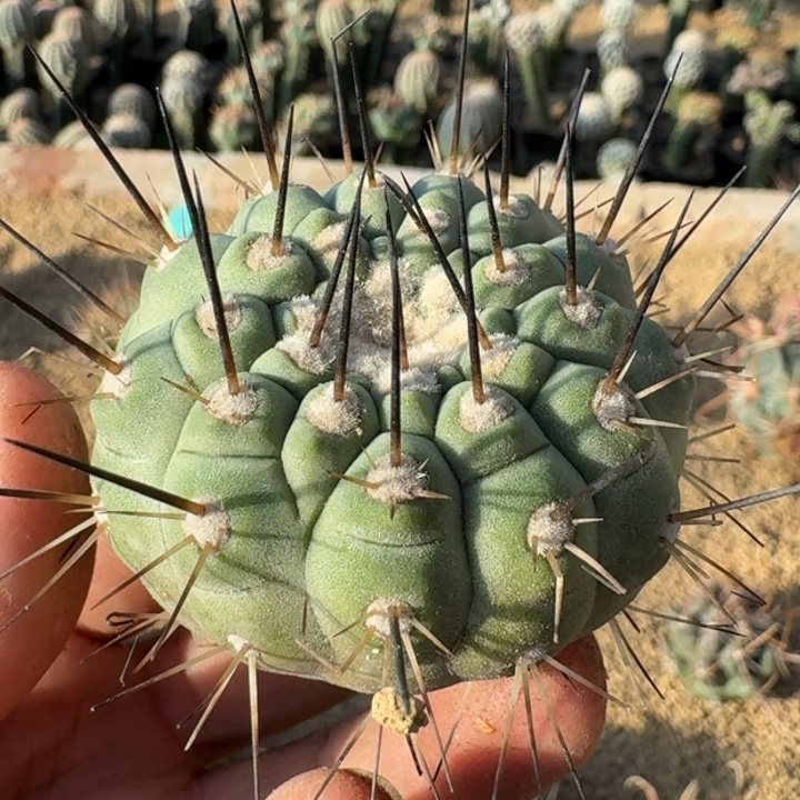 黑王无根66666666