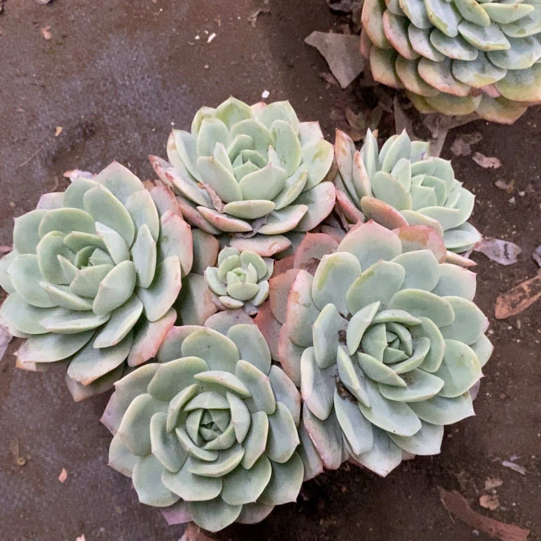 韩国恋曲五大头起发