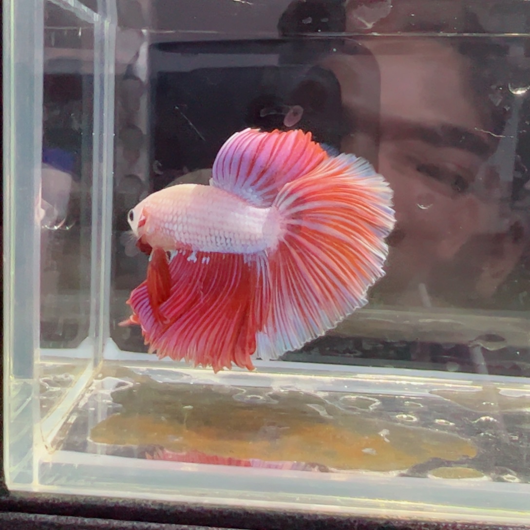 斗鱼浅色特殊尾hhhh