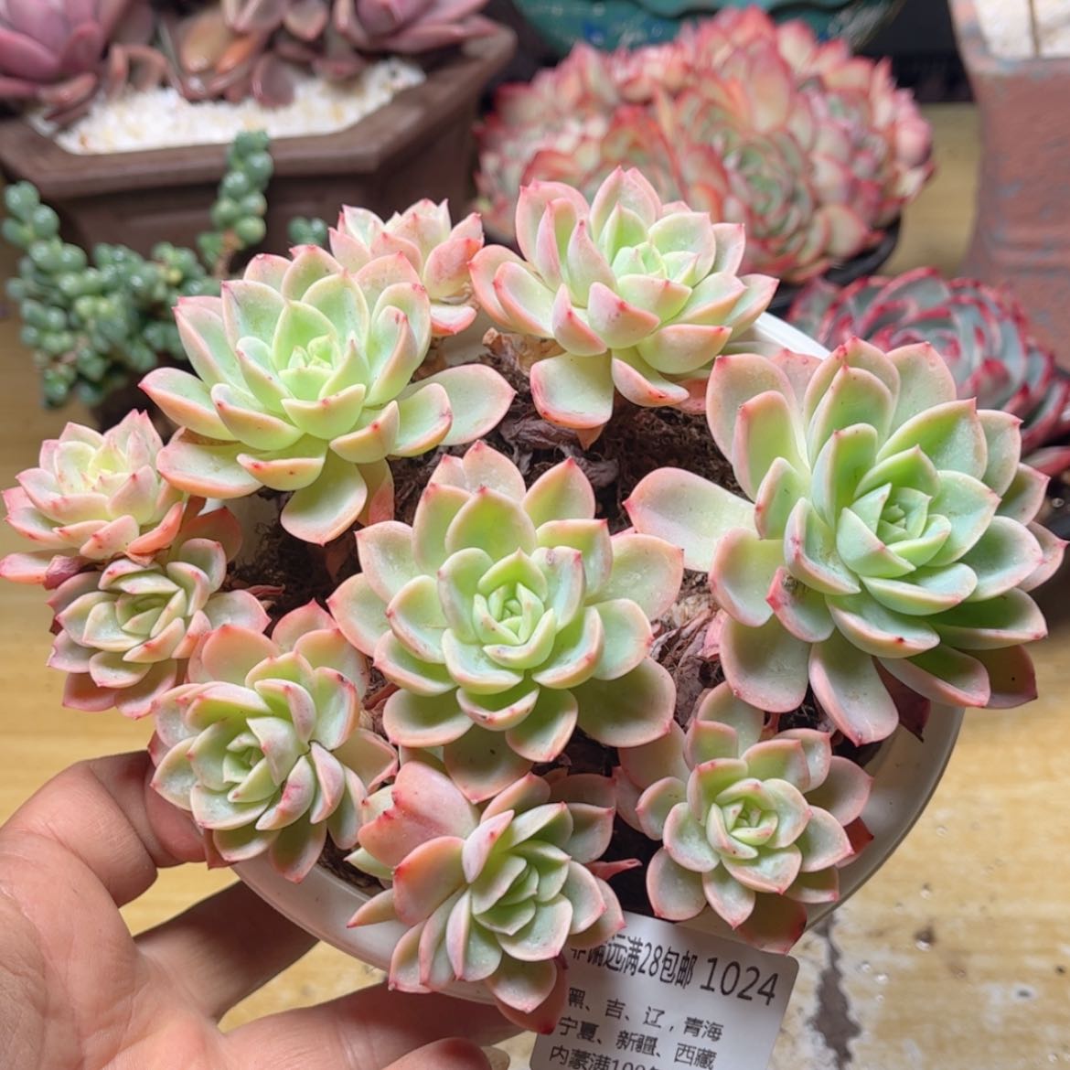 【闪购商品】1024哈密瓜
