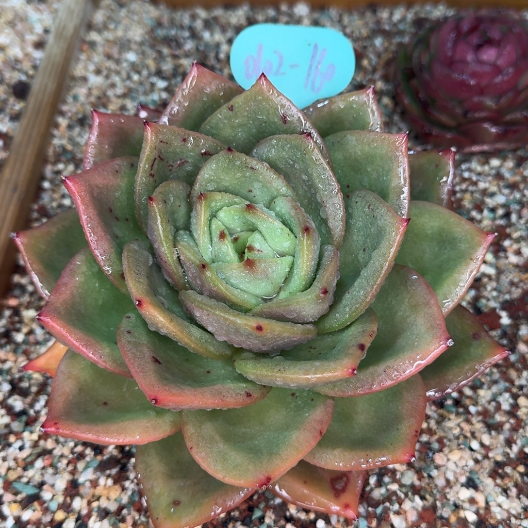 从前慢多肉精选编号0102.160