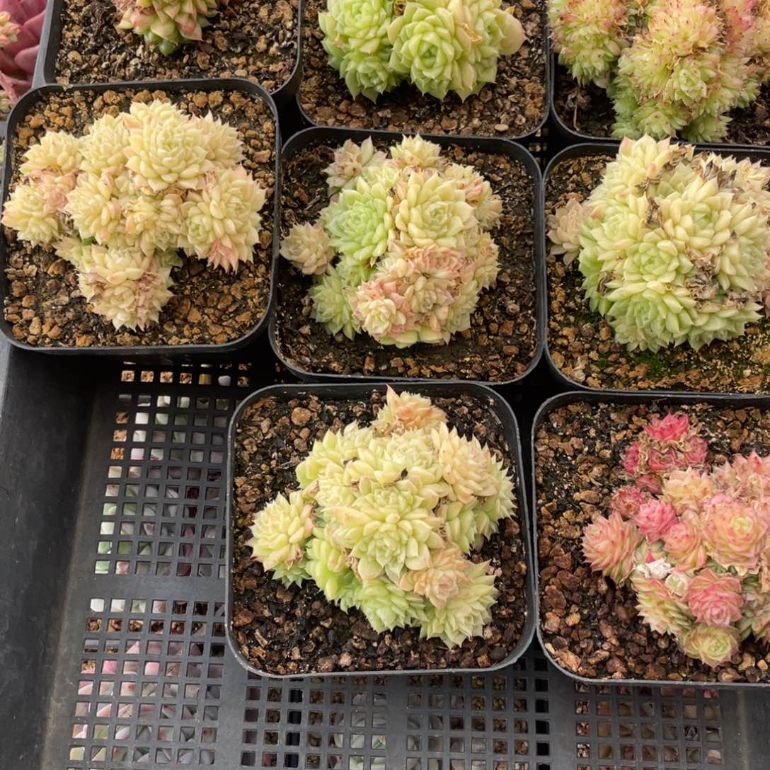 多肉植物八个麦秆大群