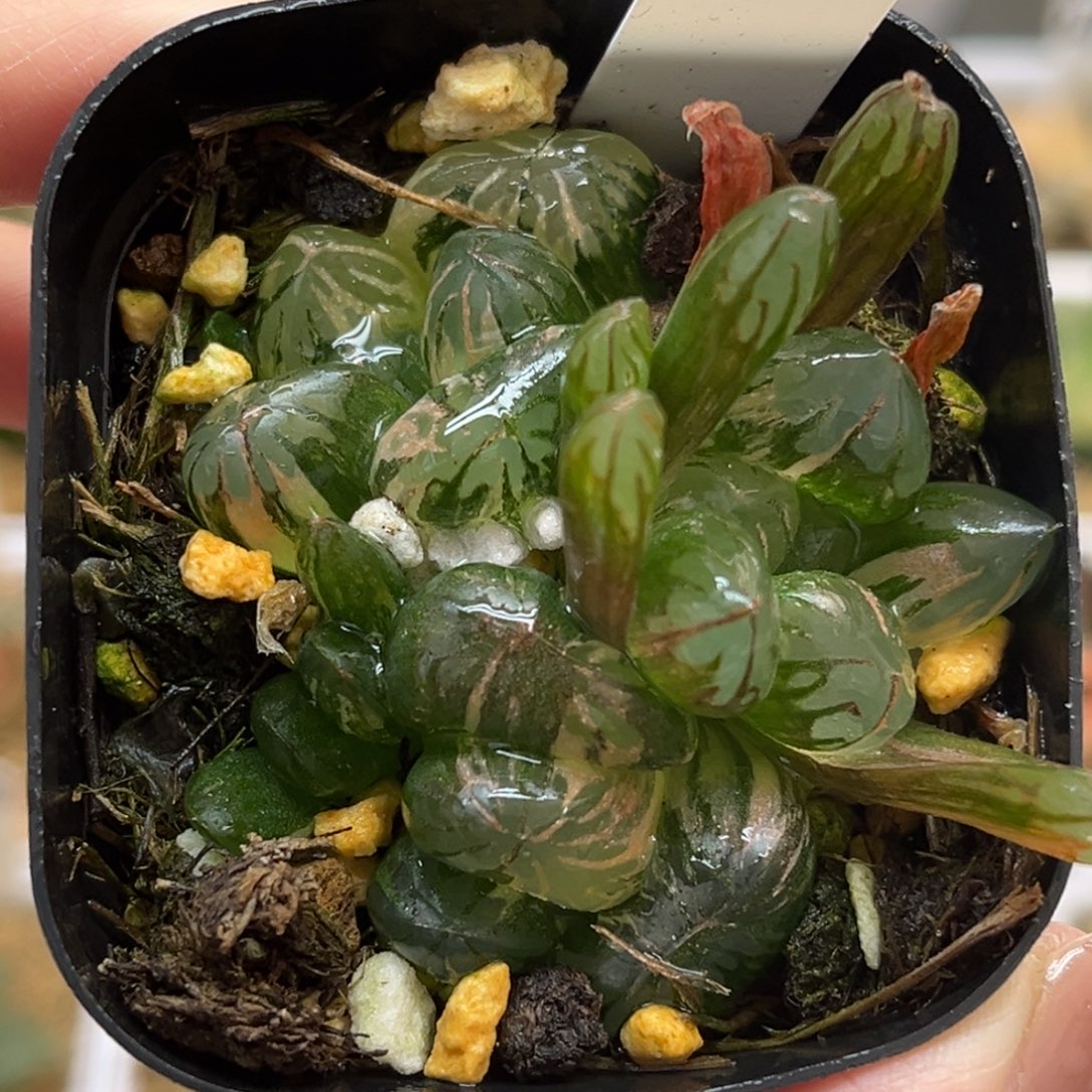 4群生大窗红太阳玉露锦福利专场