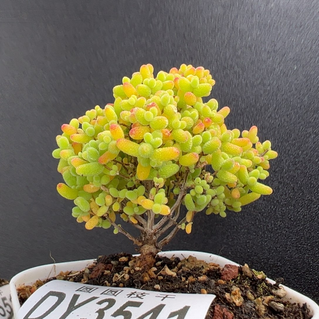 dy3541精控小树型蜜橘糖球冠幅5.5cm