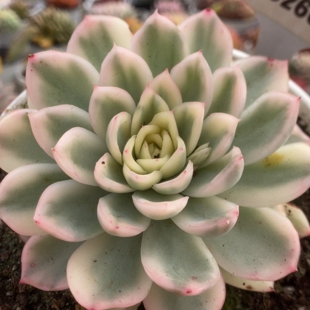 260寒酥锦锦锦锦锦锦