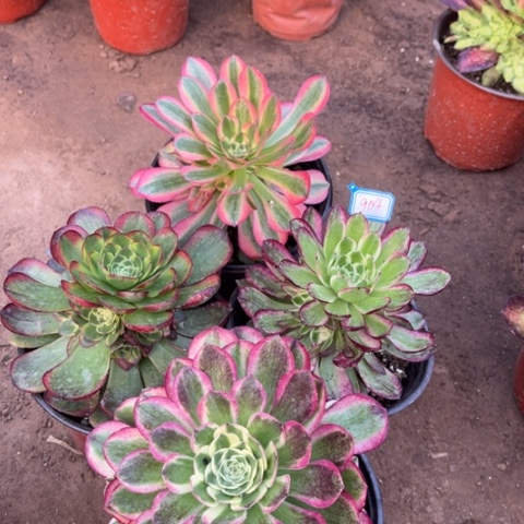 904多肉植物组合