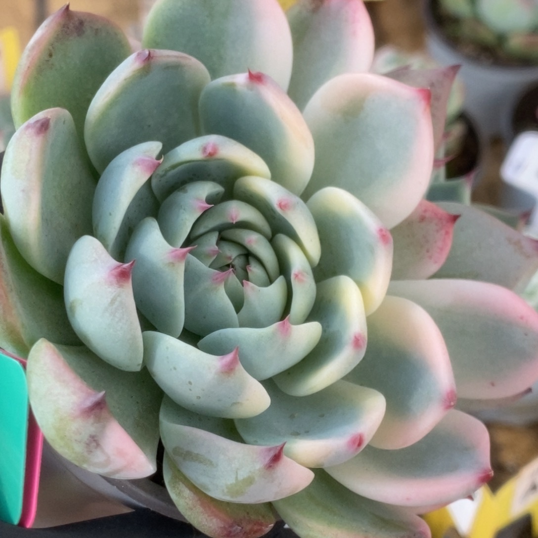 536吉娃娃锦锦锦锦锦锦