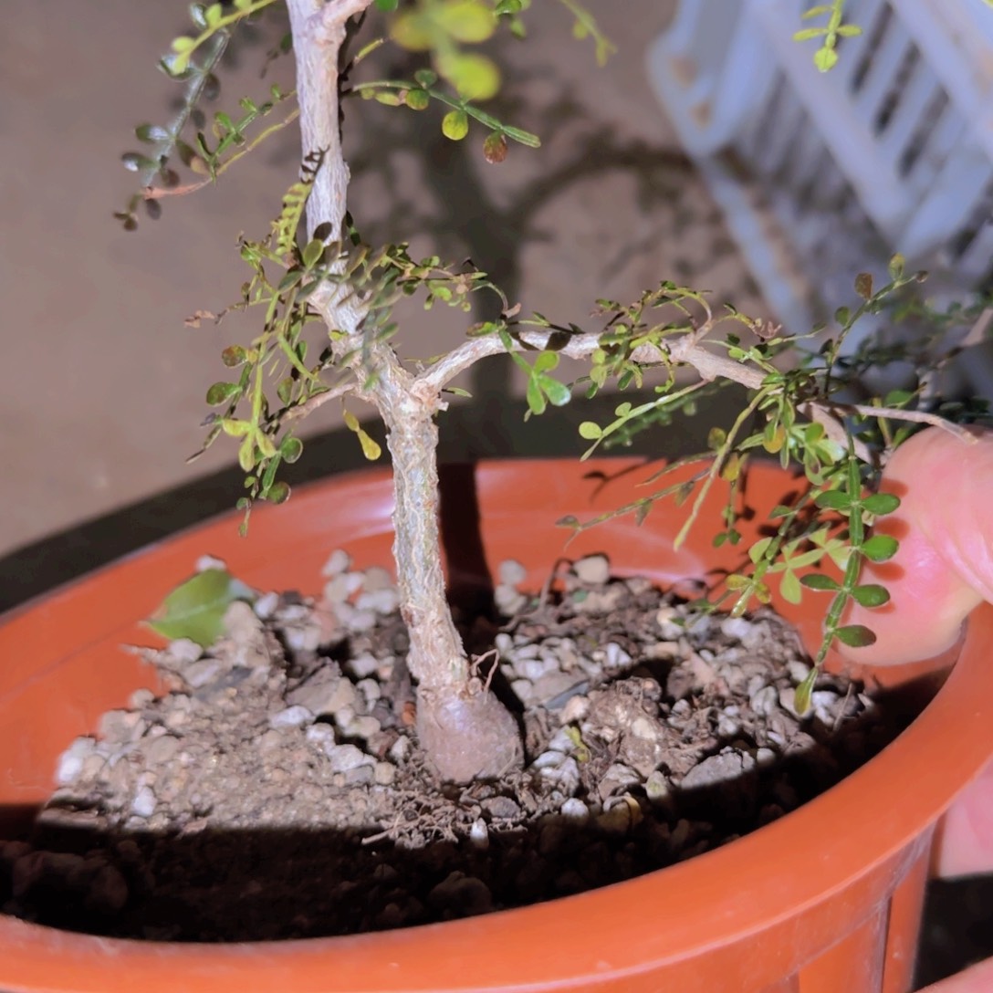 今***）块根植物块根植物