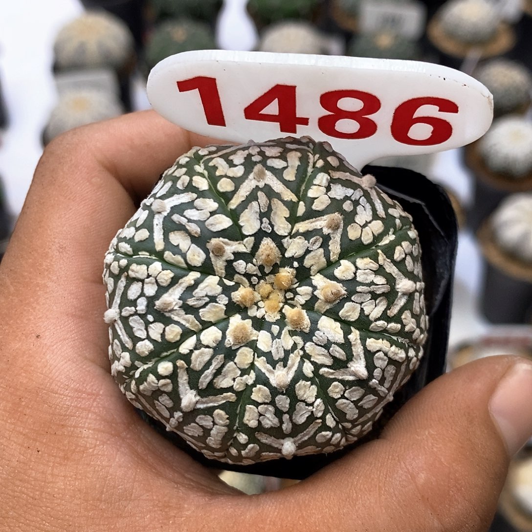 1486特价款韩系复古小