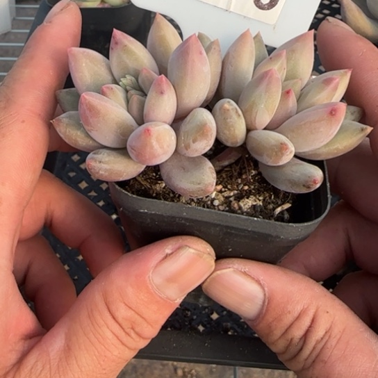 236红蜻蜓 一物一拍多肉