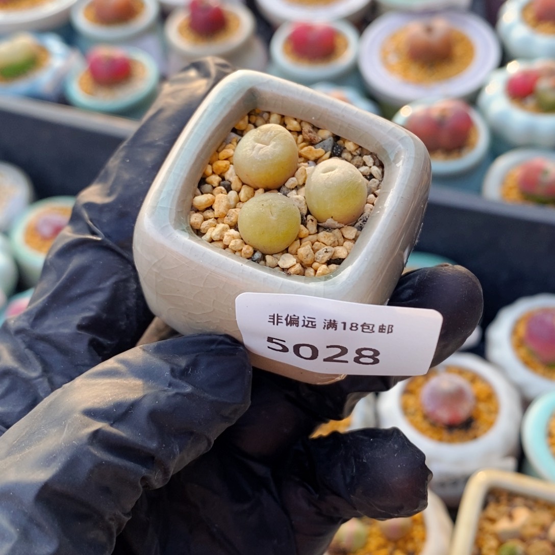 5028--一物一拍 带盆