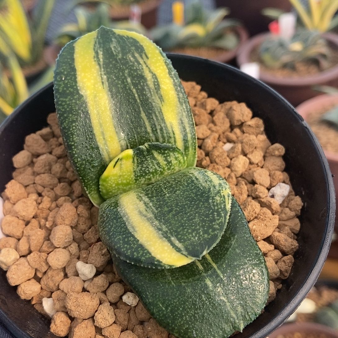 846卧牛实生锦带盆发货