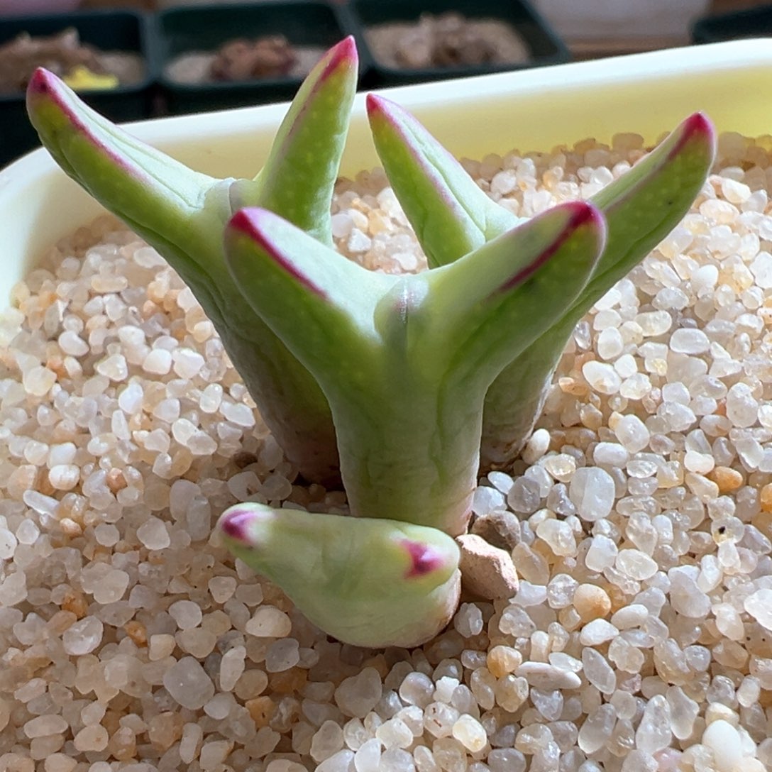 49优选0136皮卡丘四头