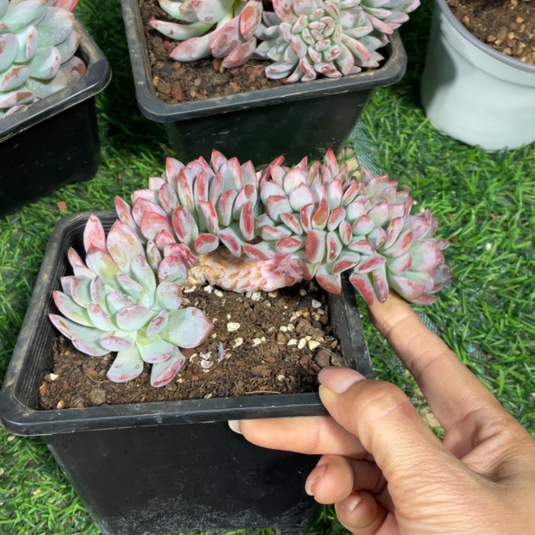 全明星冠幅15 公分一物一拍