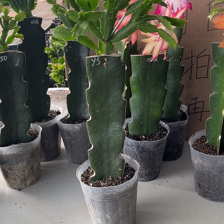 当前无花朵，栽培后可花朵雅思