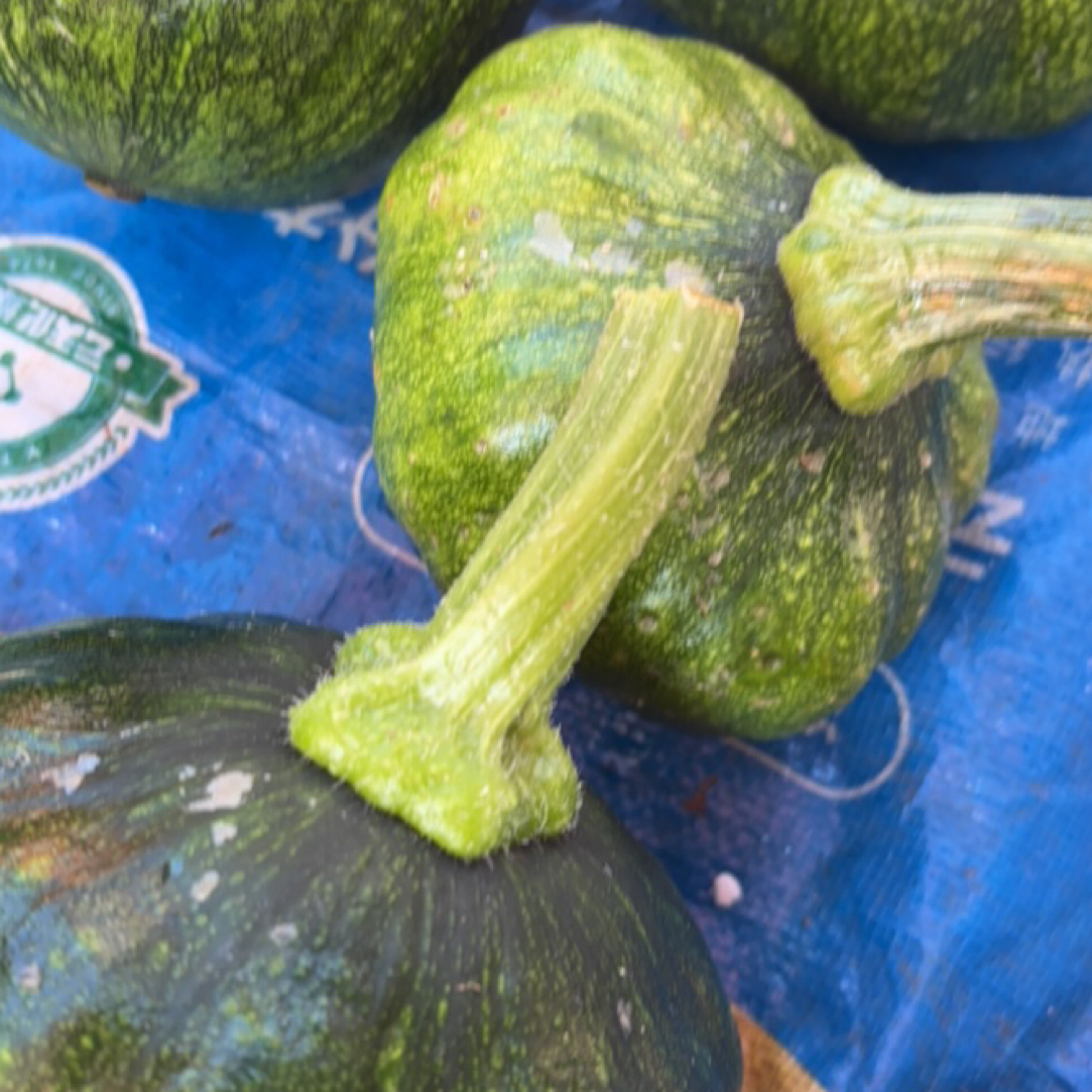 小瓜瓜 集市现收 应季蔬菜