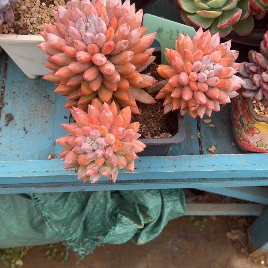 旗***门精品多肉植物老桩