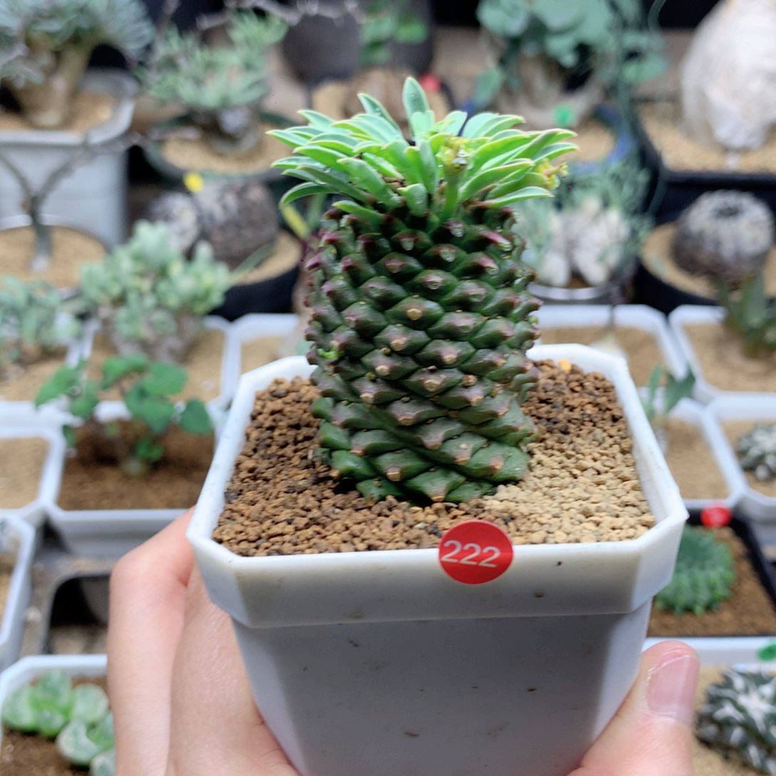 铁甲麒麟带盆多肉222