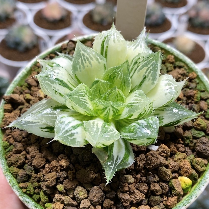 【闪购商品】65宝莲灯