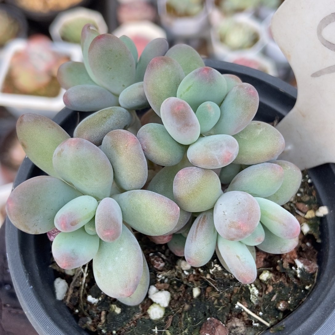 908苹果奶多肉植物保护