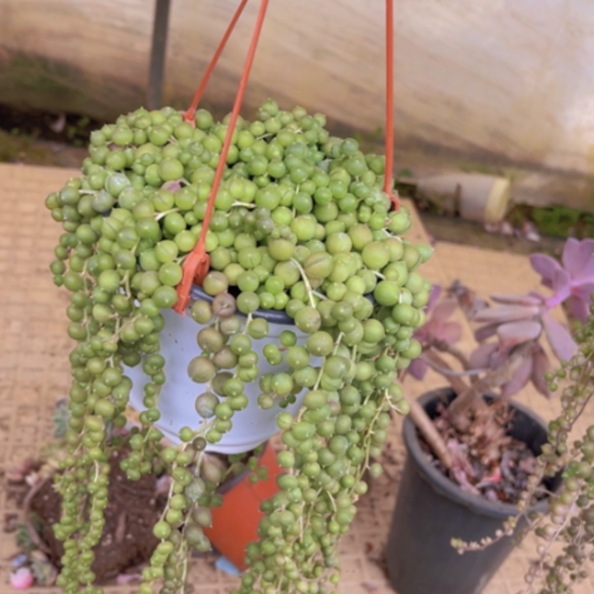 【闪购商品】佛珠05113