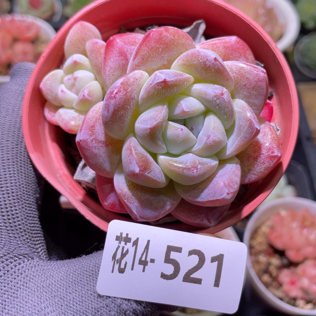 花利美14-521冰玉