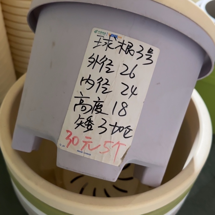 球根3#口径26无托灰白6个