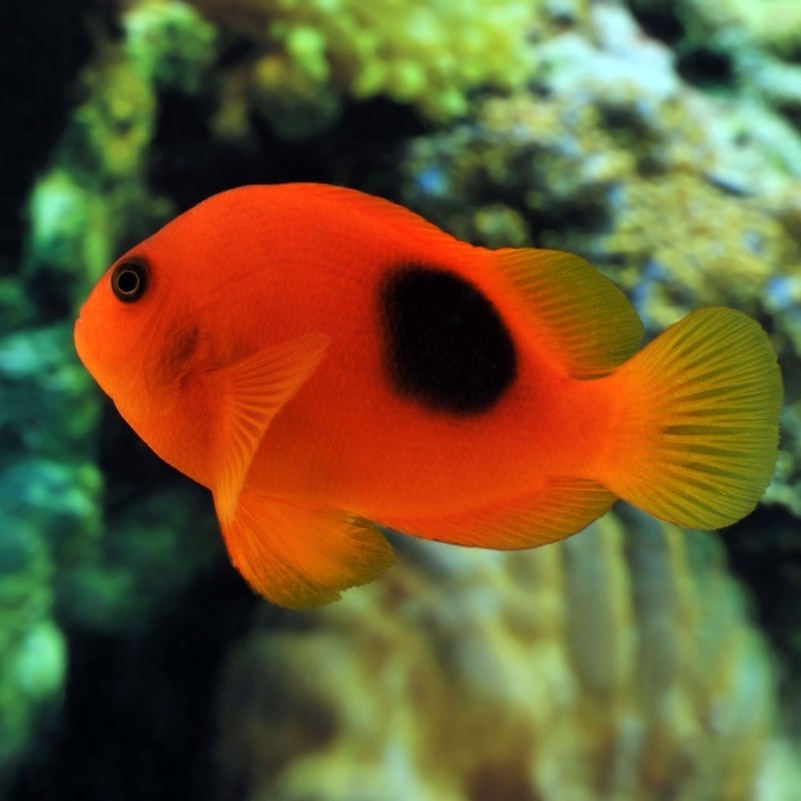 红苹果小丑 海水鱼活体