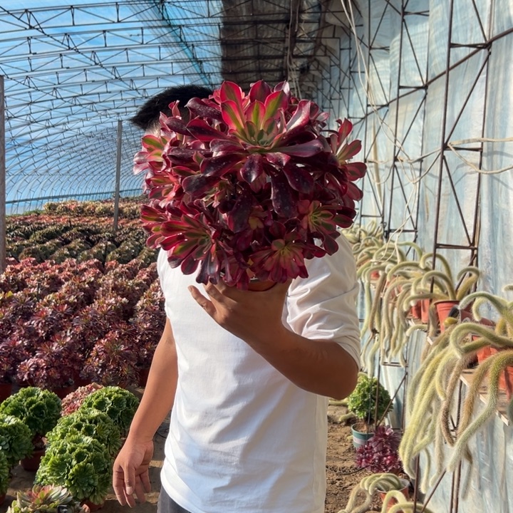 15.8美杜莎杆子歪