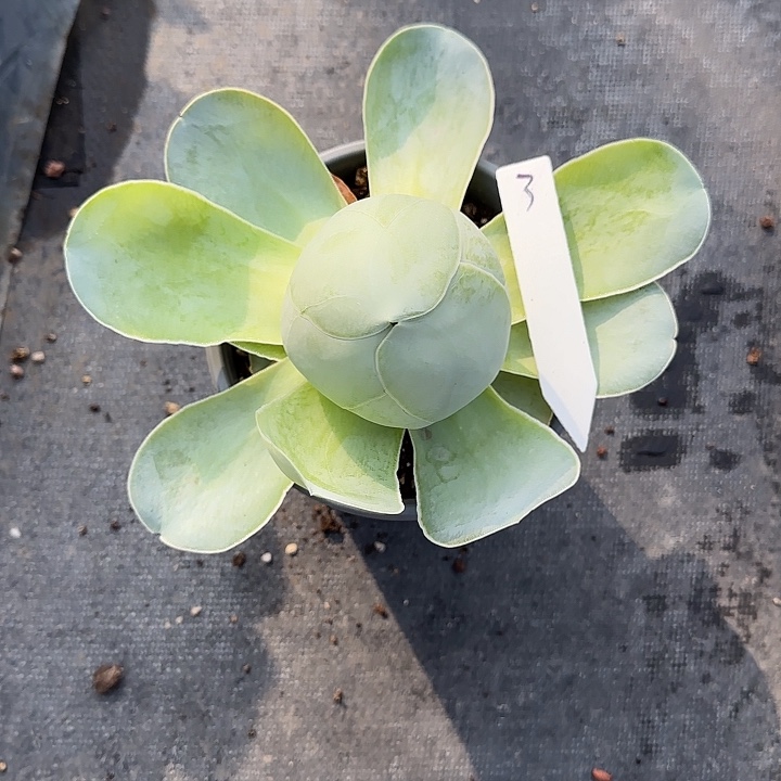 山地玫瑰一物一拍，3号，脱土发，不包断侧芽