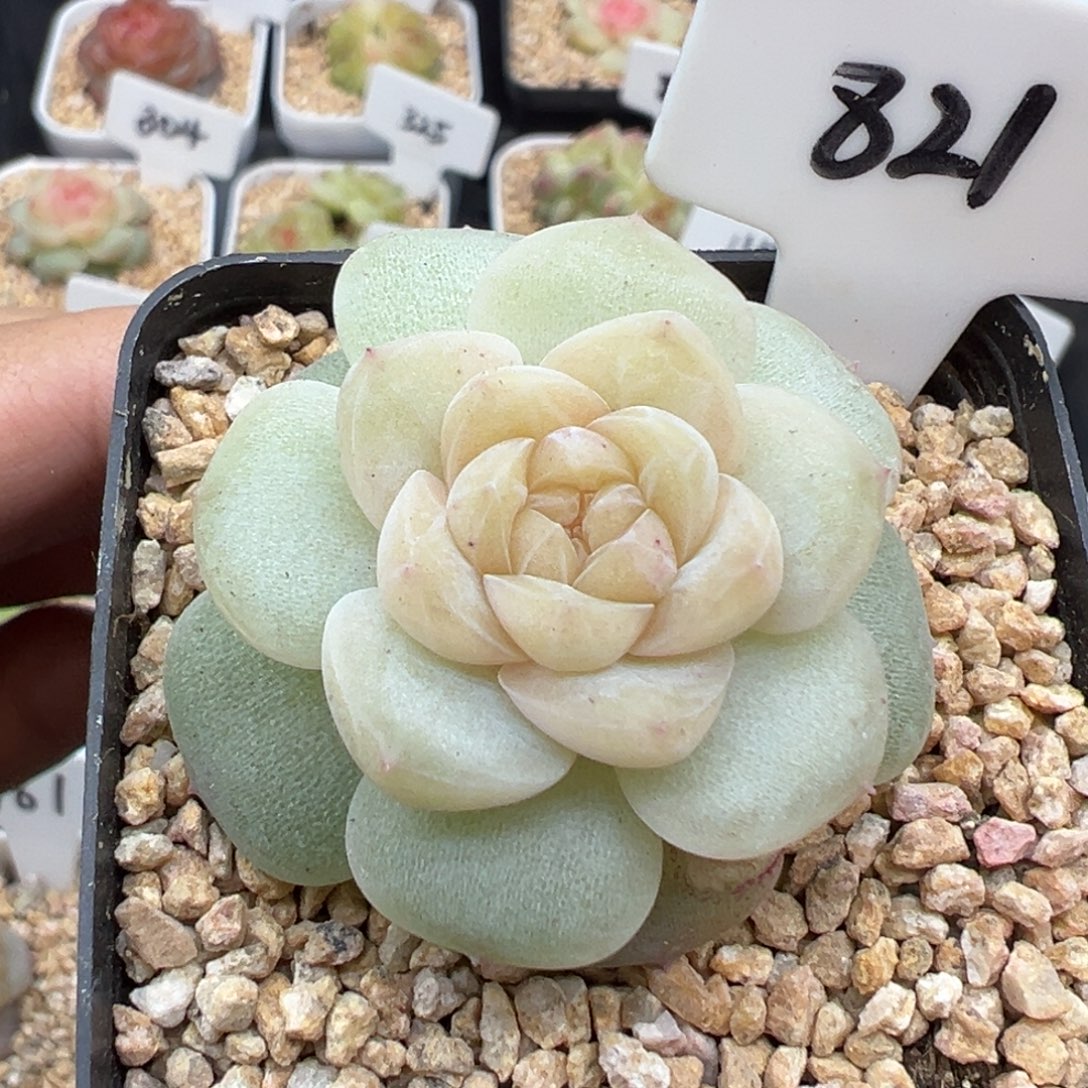 821号风花雪月系列玉瑶小叶伤