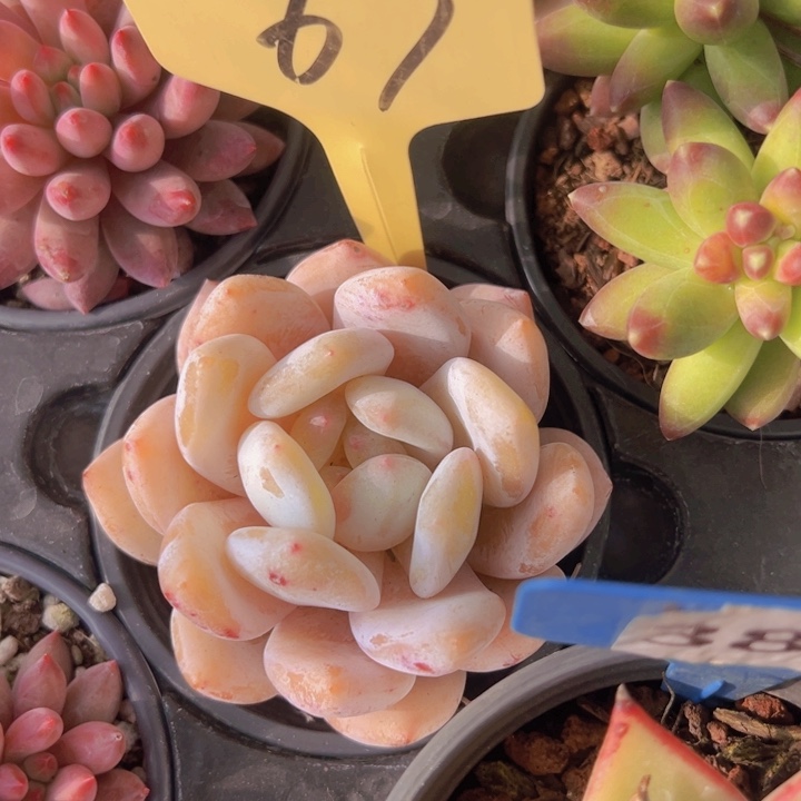 健健康康平平安安