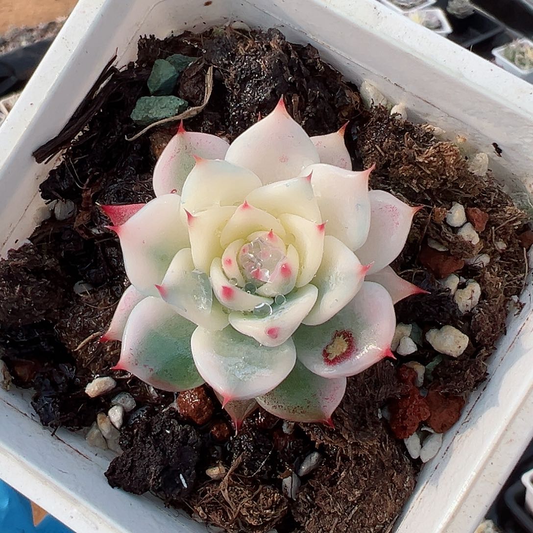 吉娃娃锦，半覆轮锦