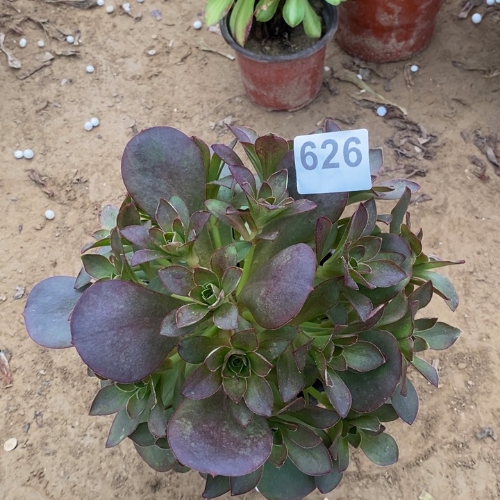 626魅金玫瑰绣球多肉