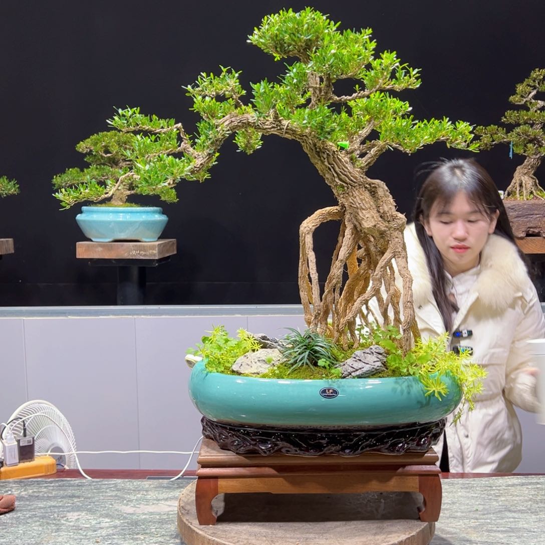 四季常青老桩黄杨盆景