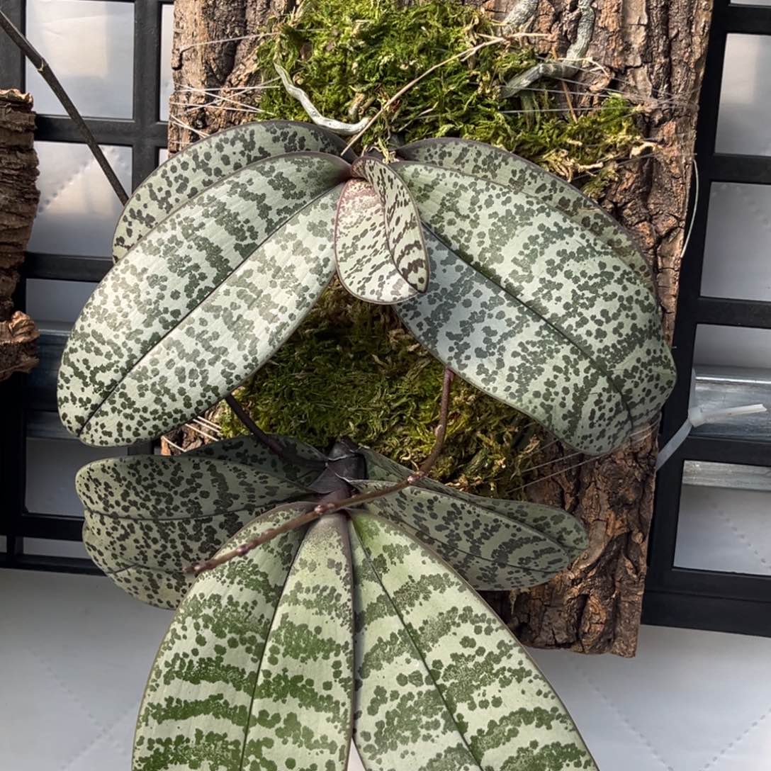 灰***子无花朵板值盲盒西